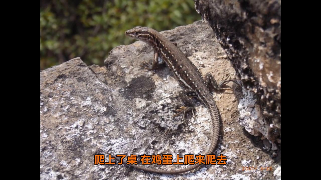 民间煮鸡蛋说法,民间故事一枚鸡蛋