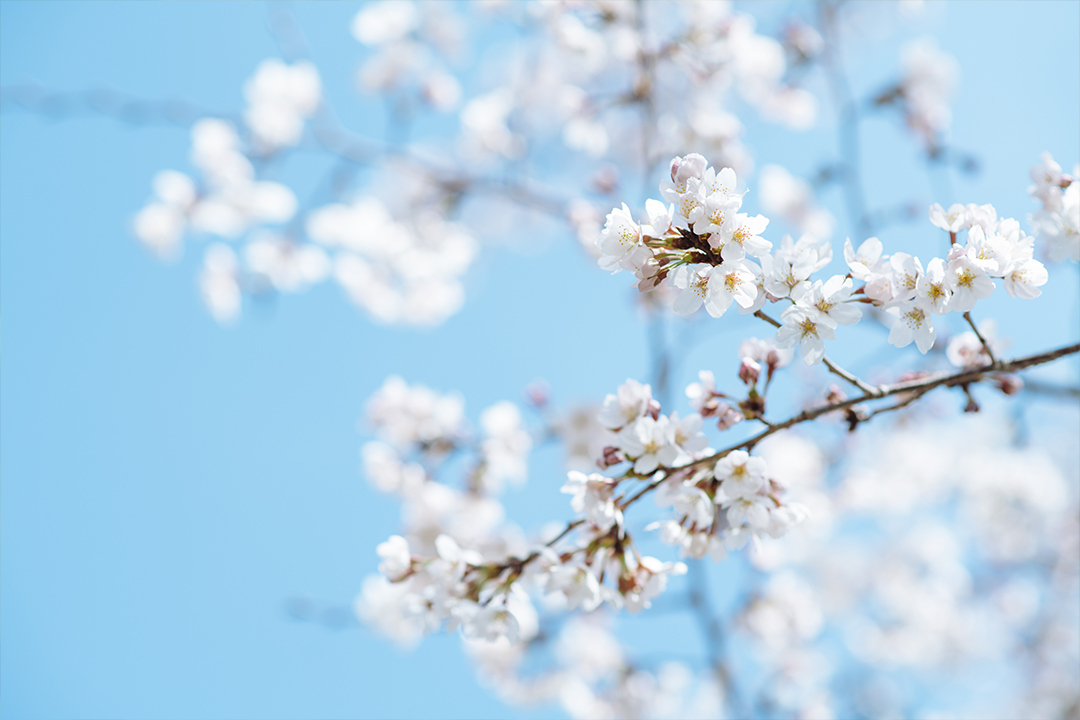 白居易的古诗出处,白居易桃李满天下诗句全文