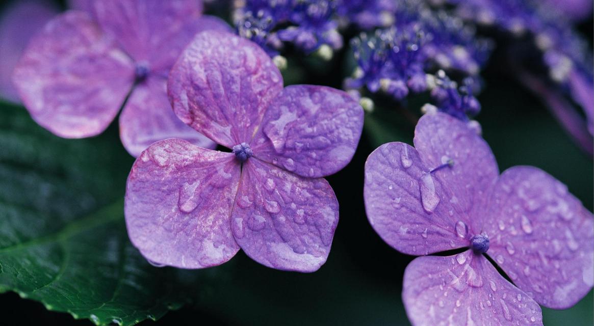 惊艳夺目!看这些绚丽多彩的紫罗兰花开满房间!