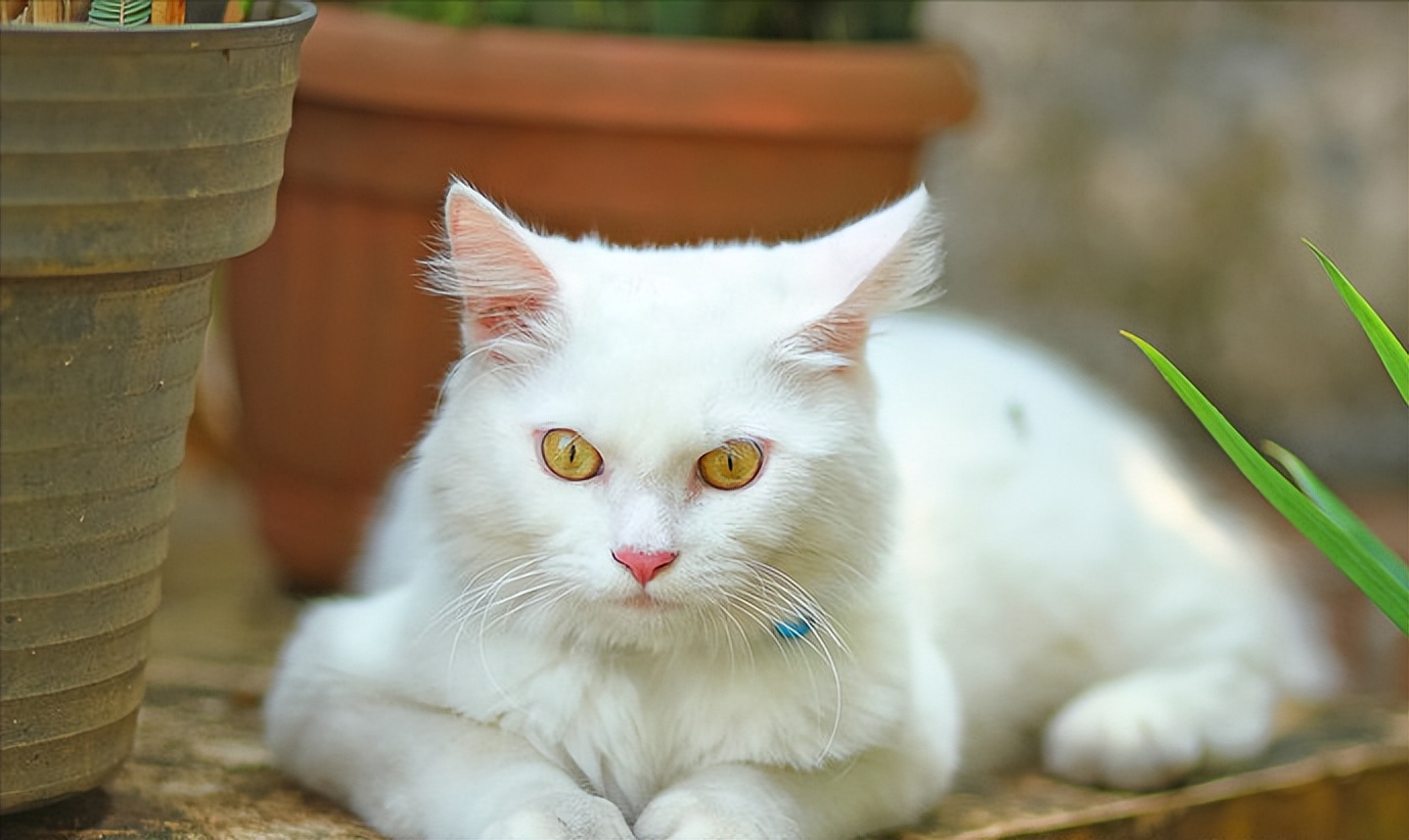 中华田园猫白猫好养吗,养猫新手适合养哪个可爱品种的猫