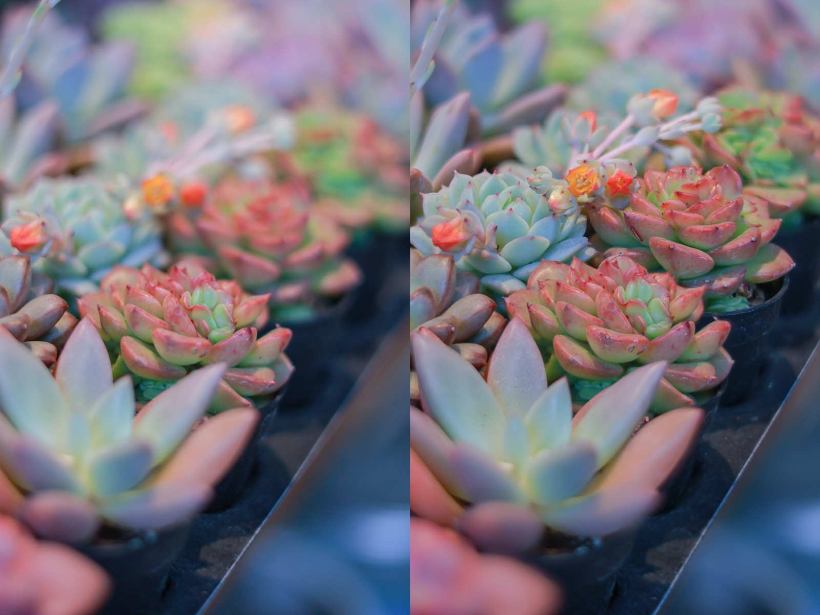 eos佳能轻便小巧,佳能微型相机eos