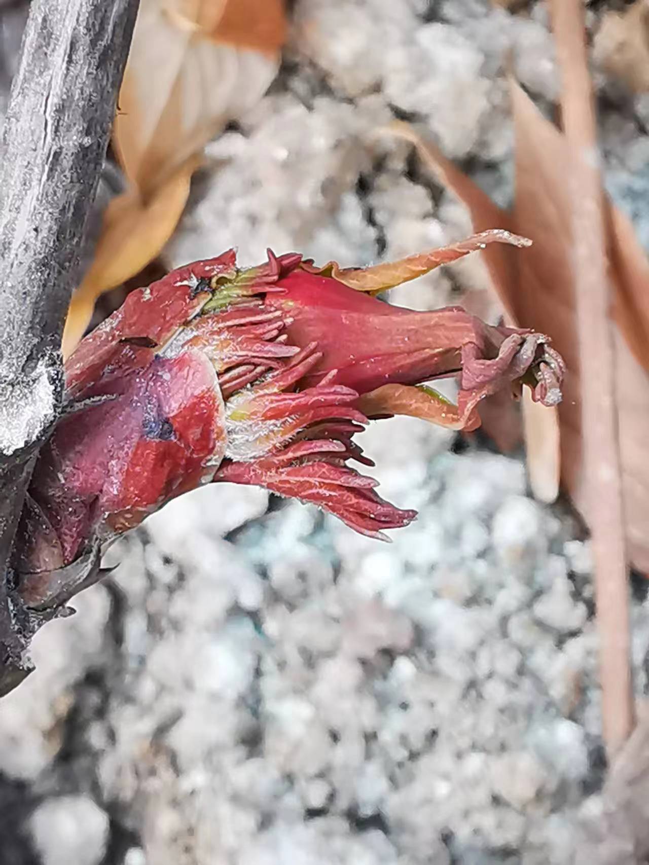 欣赏牡丹花开视频,牡丹各品种的花芽