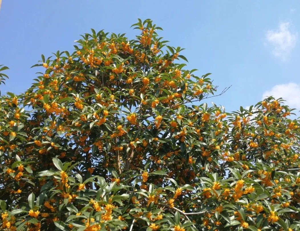 汉字解象（91）桂