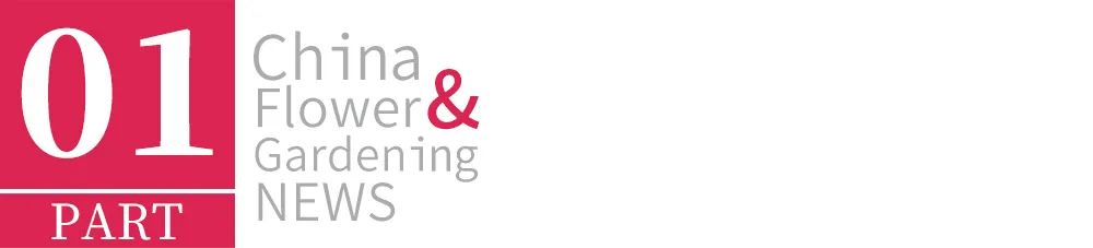 给最爱的Ta，送芍药还是玫瑰？