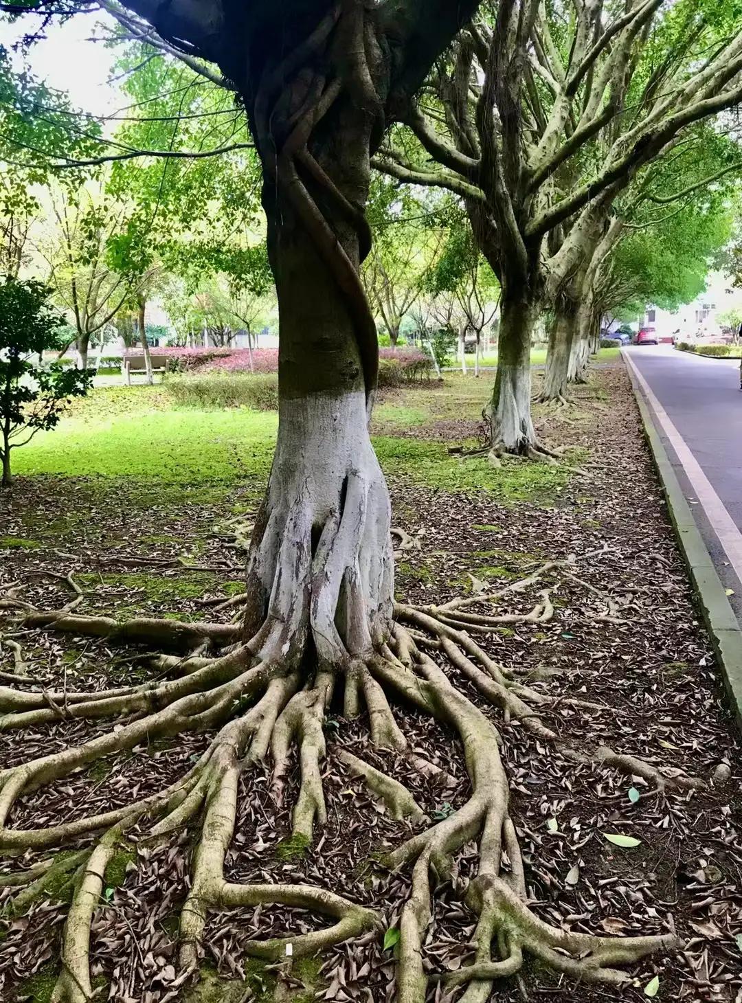 2020高考参加民航招飞几月份报名,2023年民航招飞录取开始了吗