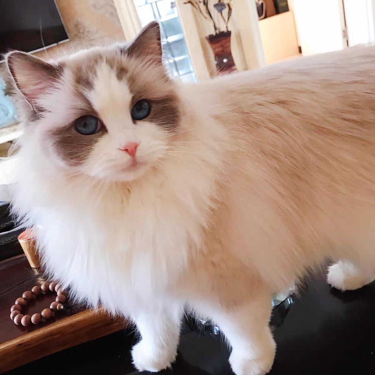 猫咪增肥吃什么牌子的猫粮好,猫粮推荐不增肥的猫粮