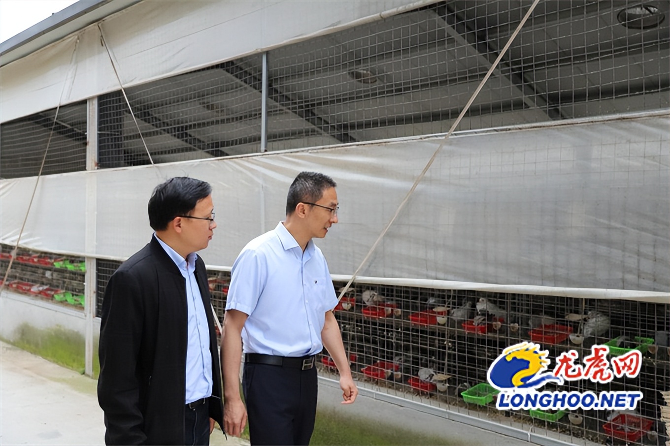 小鸽子创业,小鸽子成长之路