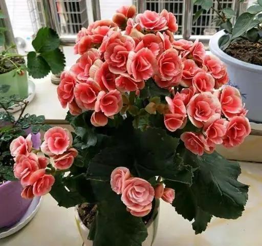 七绝迎新春古诗词,七绝迎新