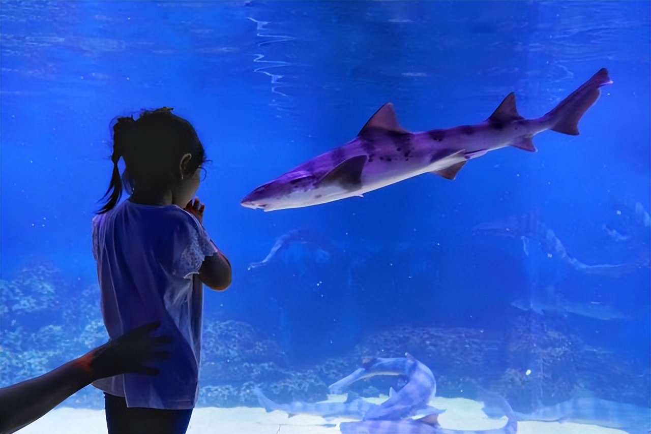 青岛夏日旅行,青岛之旅享受夏日与海风