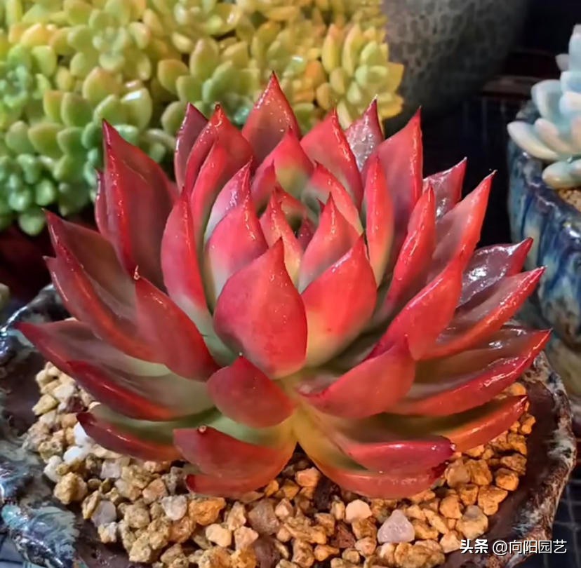 好养皮实的多肉品种推荐,新手小白养多肉哪个品种好养