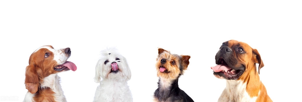 脾气好到爆的六种狗狗你喜欢哪种,狗狗的五个特征你家里有没有