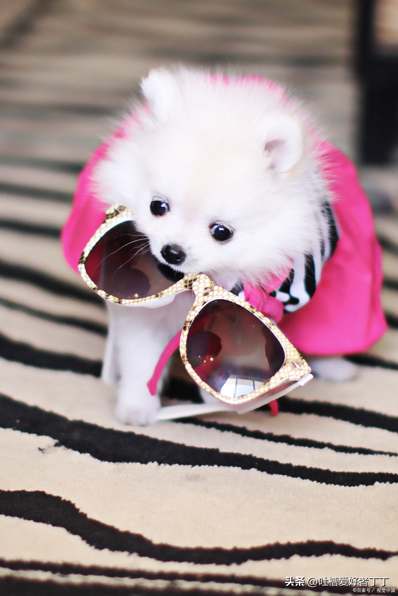 德牧好养吗,想养一只茶杯犬