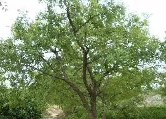 我家的枣树二年级上册阅读,我家的枣树一年级阅读理解