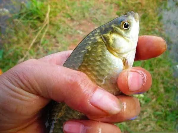 鲫鱼为什么是金黄色,金黄色鲫鱼是野生的吗