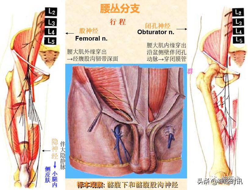 神经系统体表定位标准「基础干货分享」