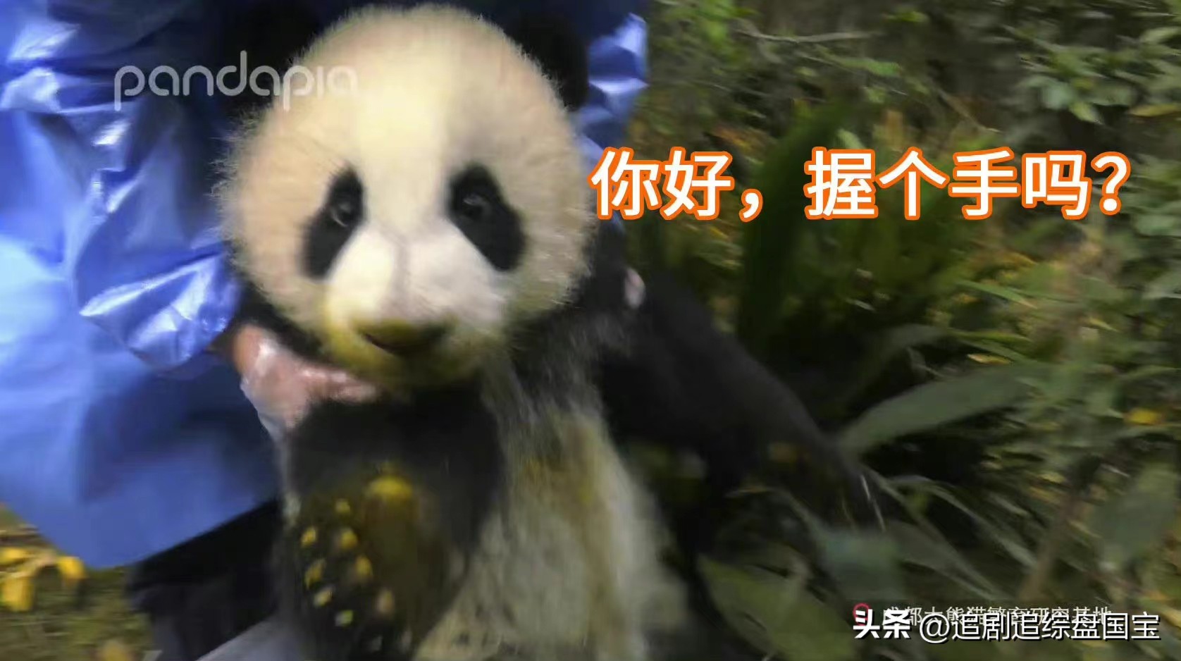 盘点2023年回归的大熊猫,国宝大熊猫资料整理全部