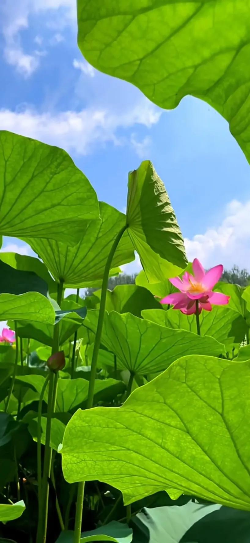 夏至荷花荷叶图片,夏至时节荷花正美图片