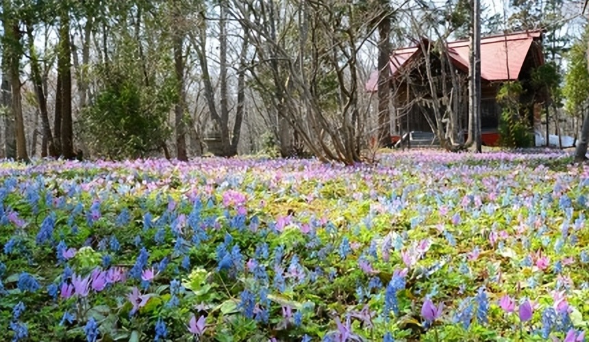 北海道的薰衣草花海在哪里,日本北海道薰衣草花海图片