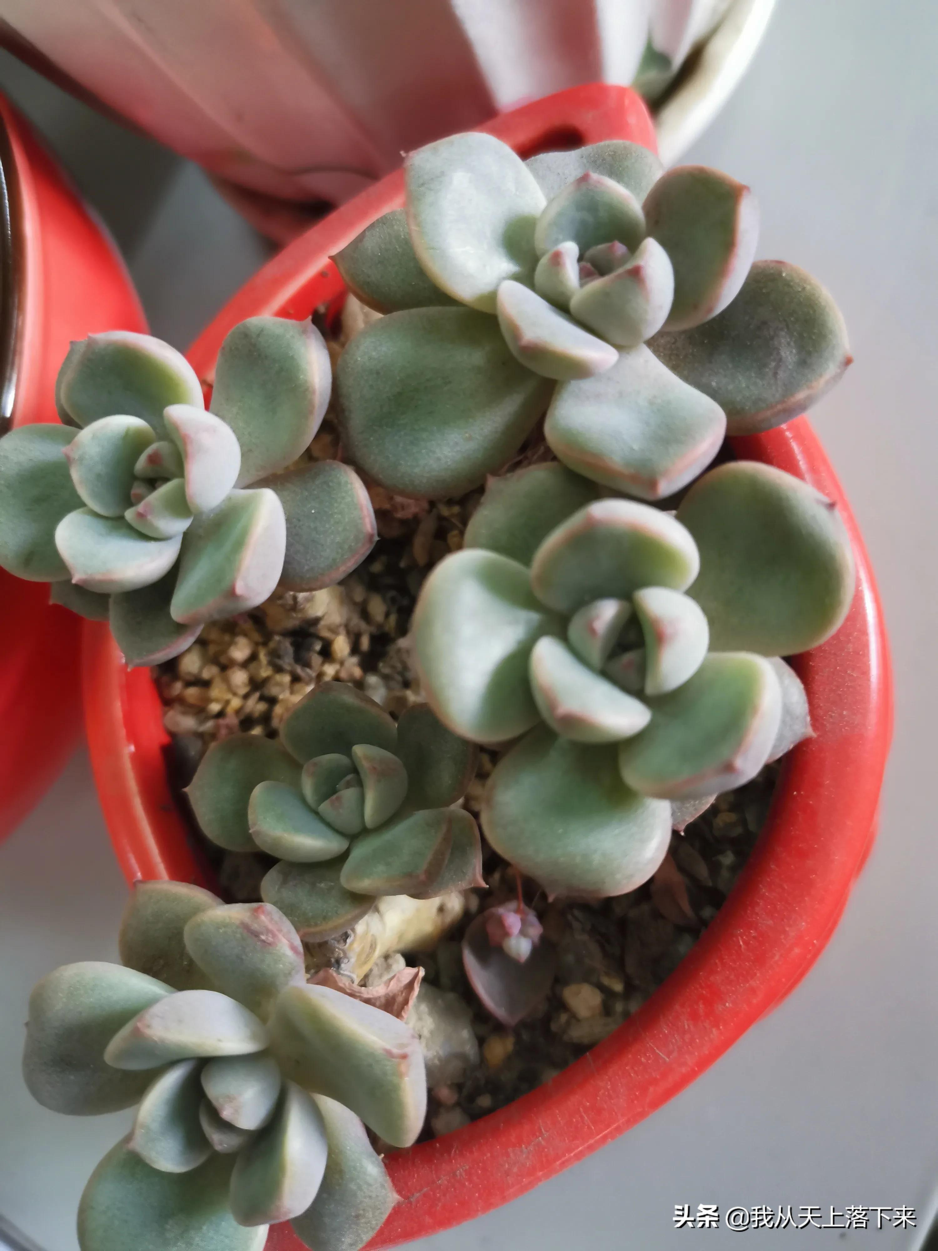 多肉品种及图片大全欣赏,多肉品种辨别图片大全欣赏