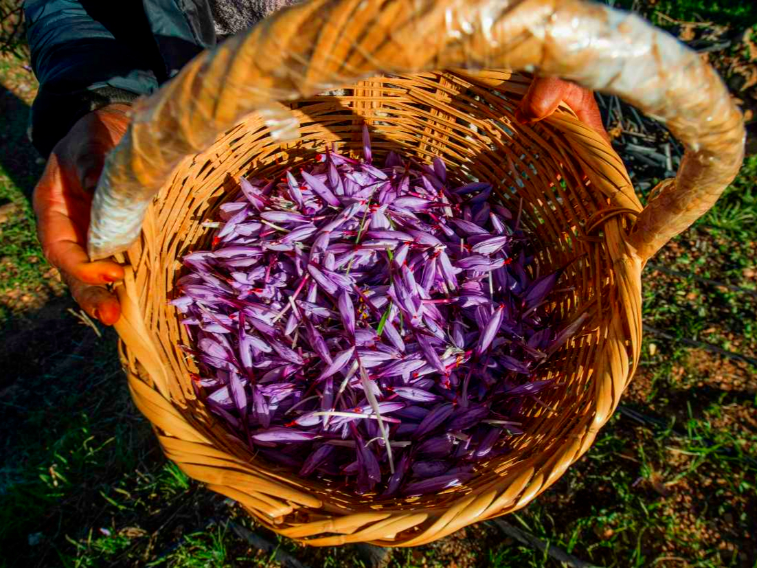 藏红花是植物黄金吗,花中黄金藏红花