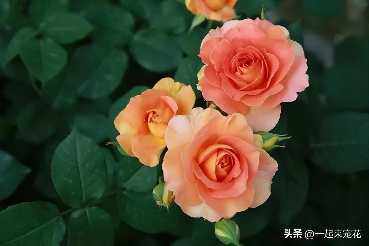 好养有香味的月季花品种有哪些,月季花都啥品种适合新手