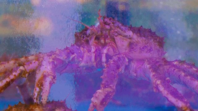 南京年味,南京的年味越来越浓了