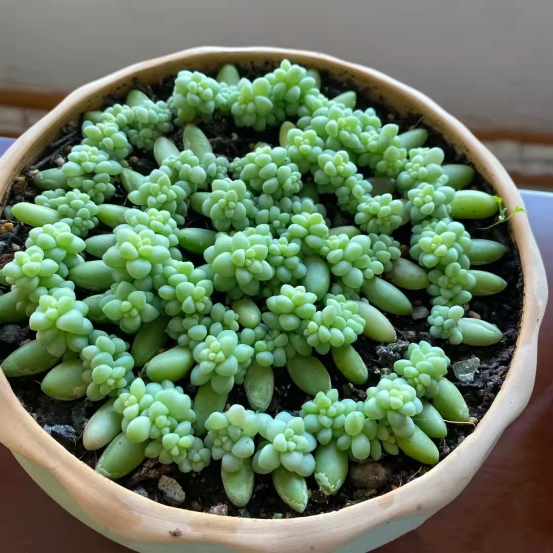 养了三年的玉缀多肉,居家养多肉玉缀