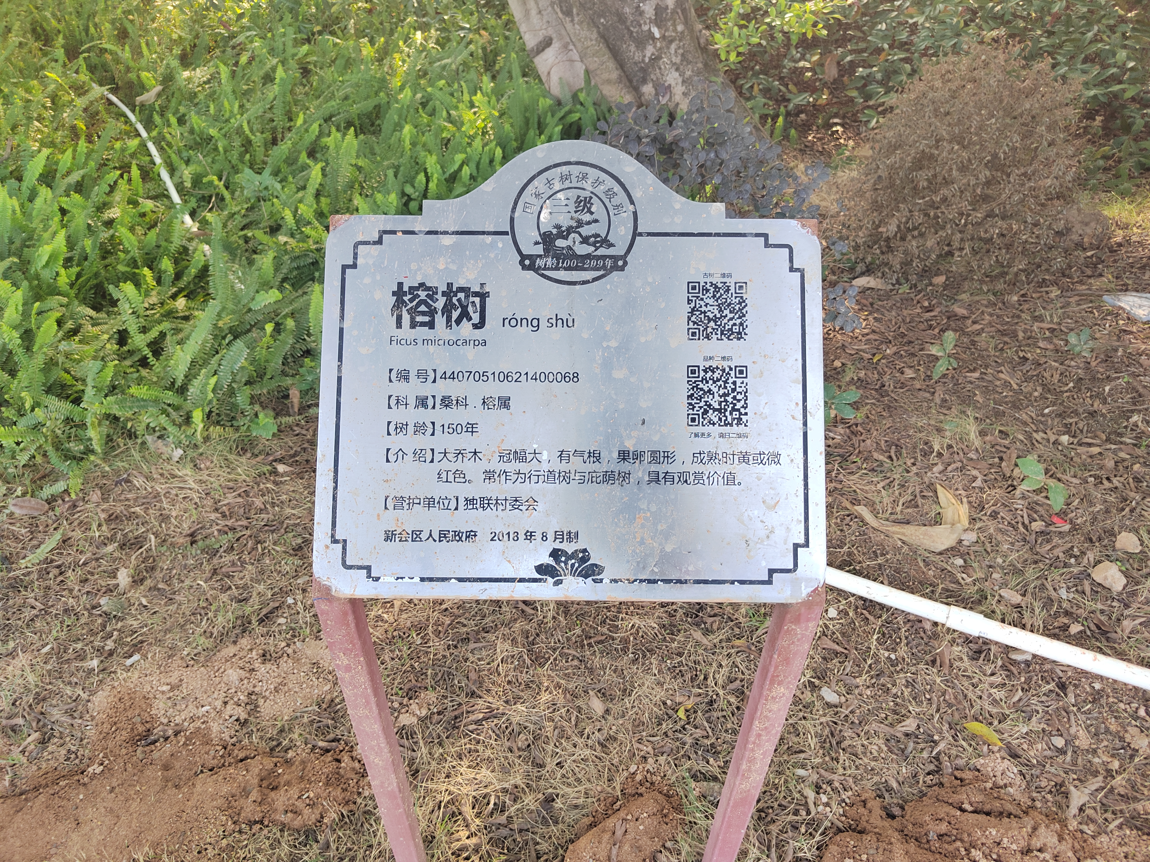 江门新会旅游景点小鸟的天堂,新会小鸟天堂历史记录