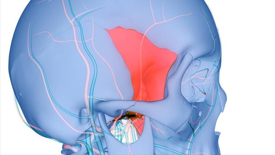人体骨骼204和206是多了哪些骨头,人体206块骨头为何中国人少两块