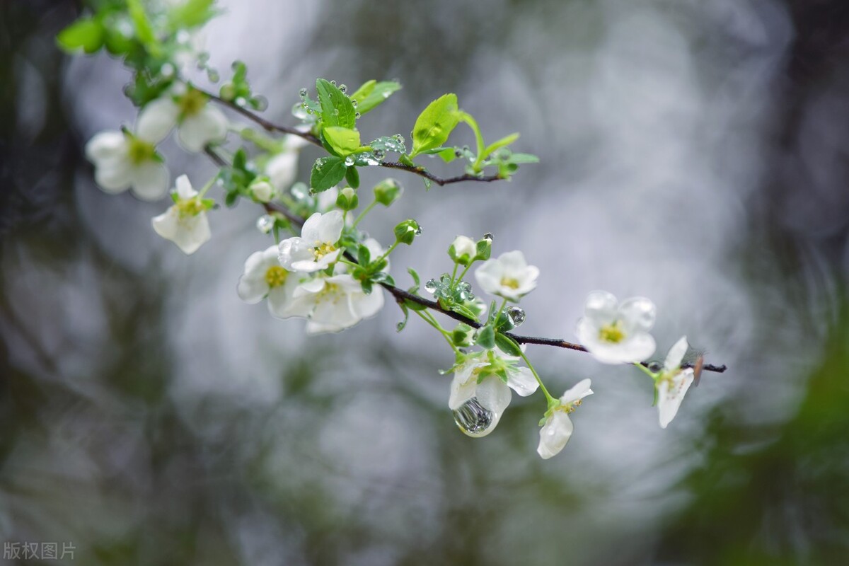 散文芳菲四月,四月芳菲尽的唯美散文诗