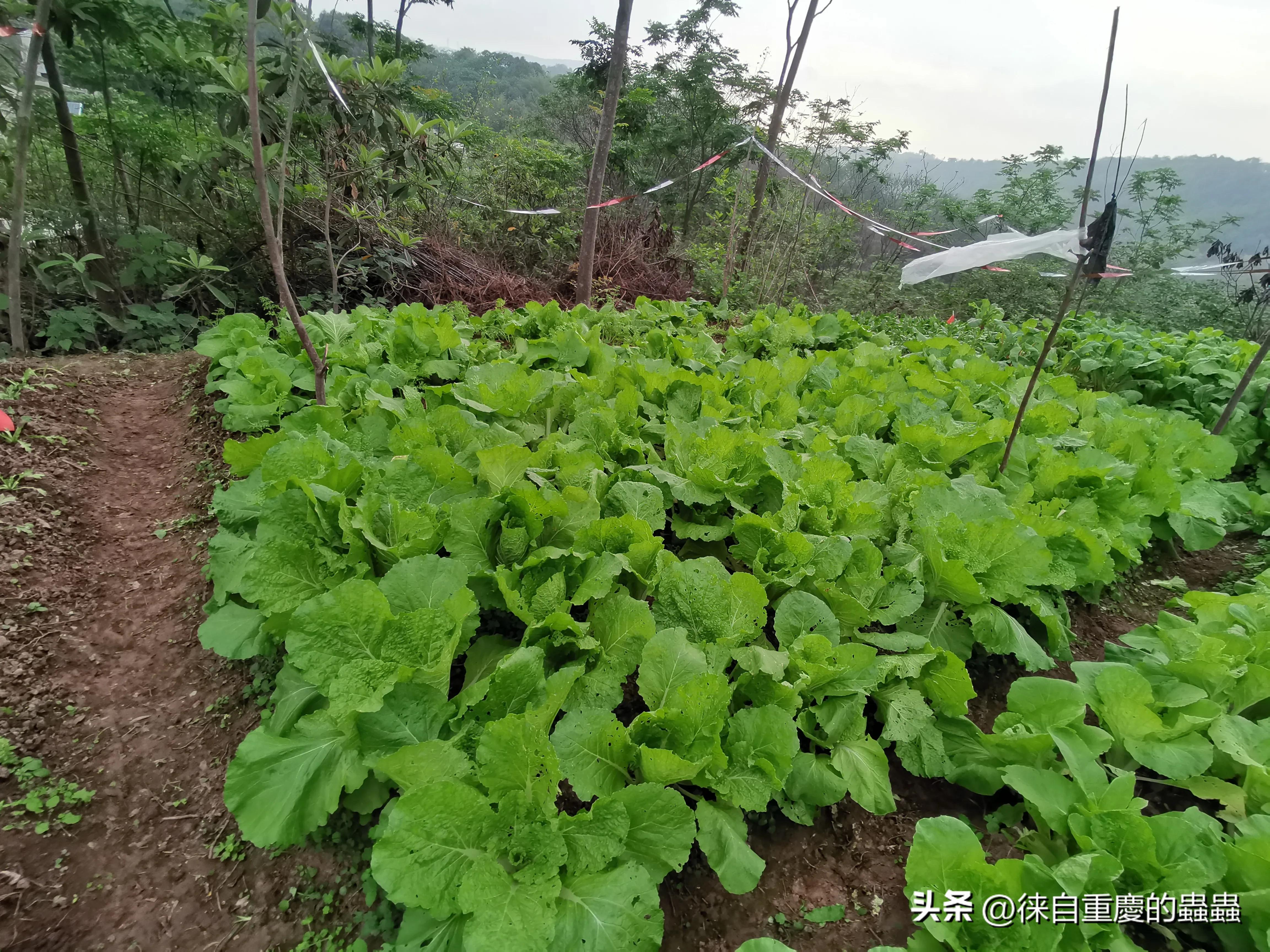 去年在城郊农村租栋破旧民房如今时时感到后悔（四）