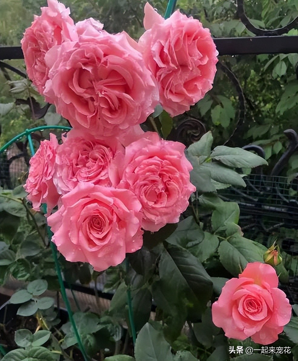 最漂亮10种盆栽月季,月季冬天如何养护春天才会爆花