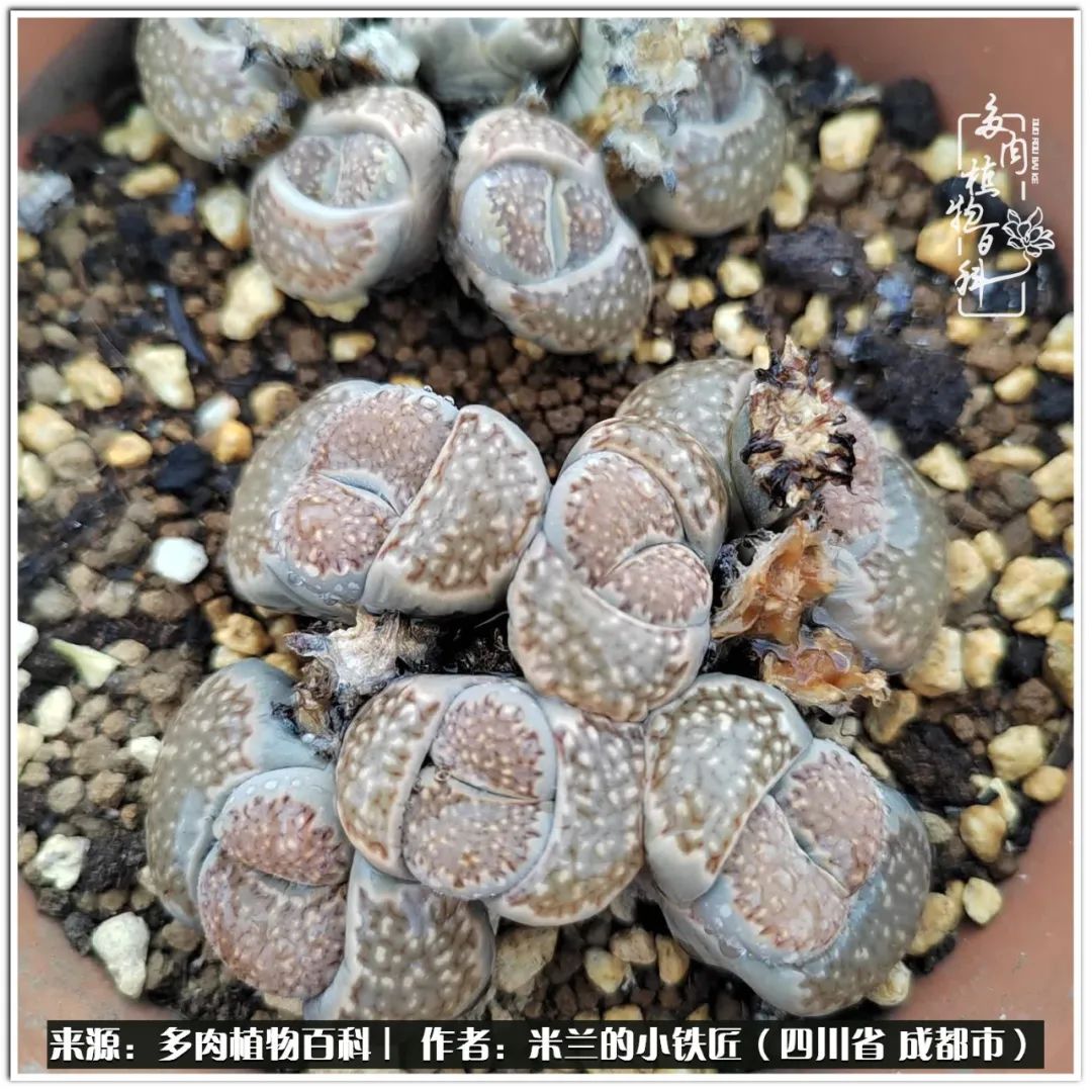 生石花好养吗怎么养护的,生石花的养殖方法和注意事项