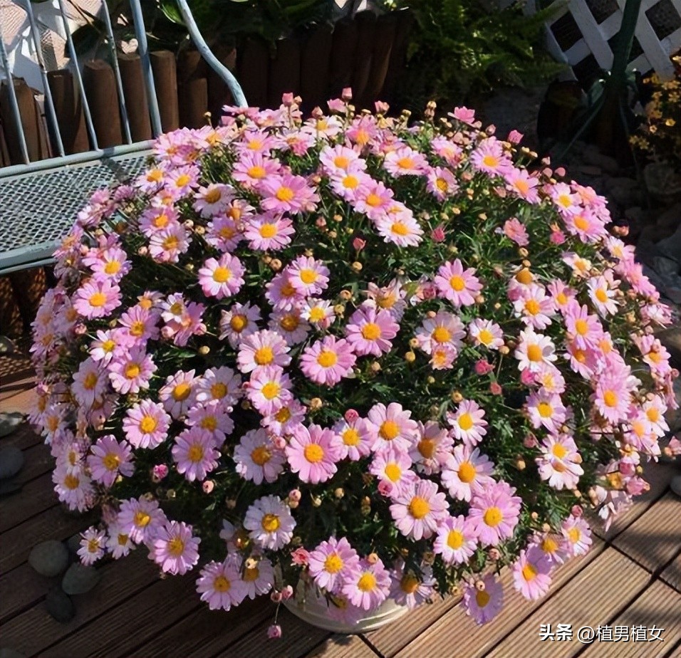 适合在家养的常开花的植物,最好养的开花植物开花不断