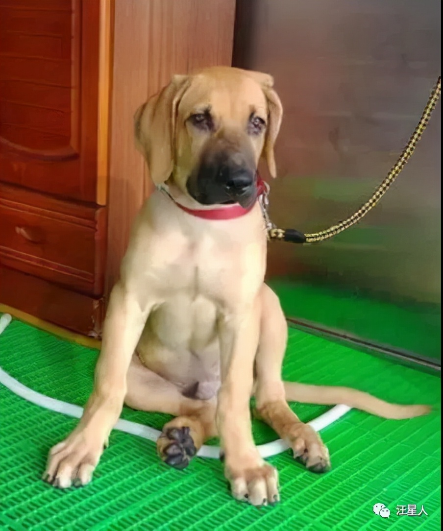 小黄狗长大的过程,小黄狗长大过程