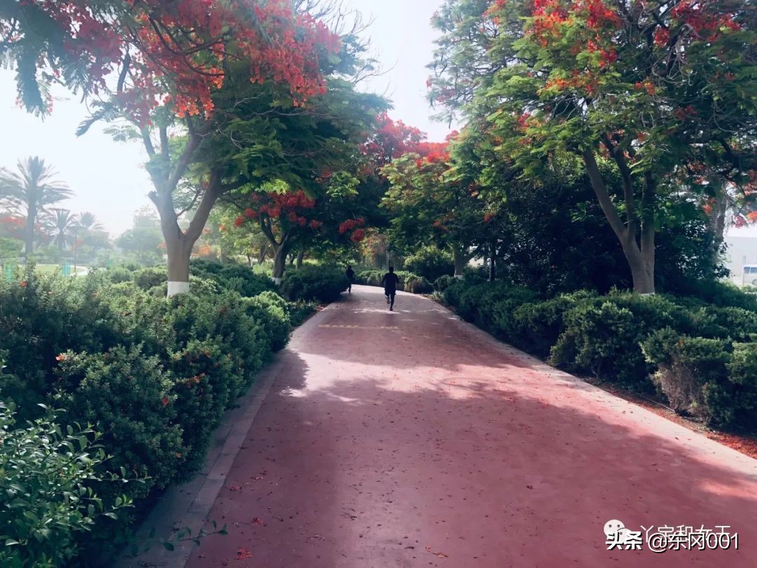 阿联酋容易有传染病吗,阿联酋沙尘暴频繁吗