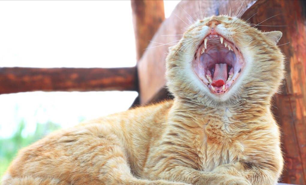 假如猫咪有表情,假如猫咪也有形态