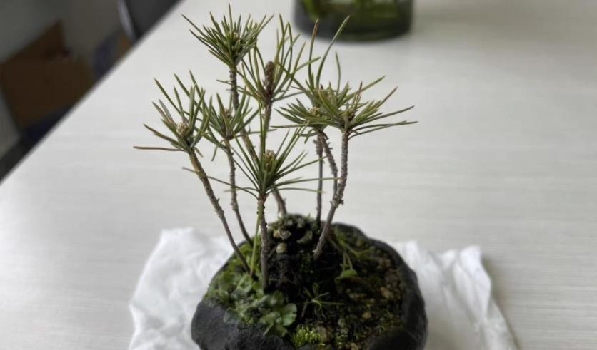 松果的生长过程小视频,松果成长过程