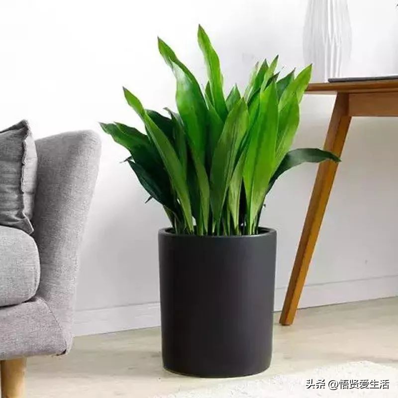 吸甲醛最好的10种花,种什么花可以消除甲醛和苯