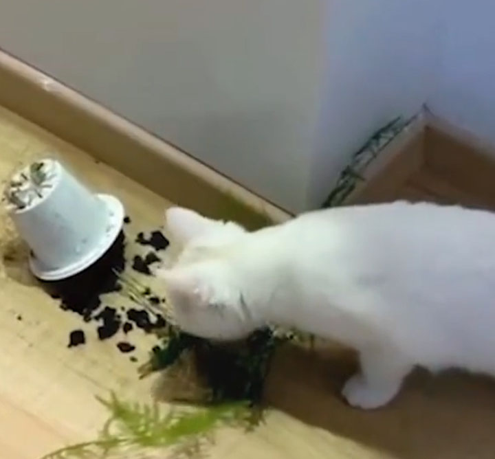 淘气猫咪做坏事,猫咪偷偷开闸放水把家淹没