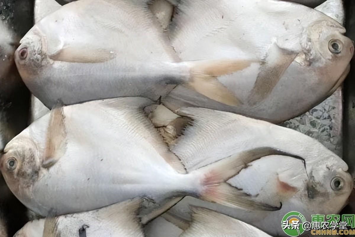 银鲳鱼野生的和养殖的区别在哪,银鲳鱼的价格多少钱一斤