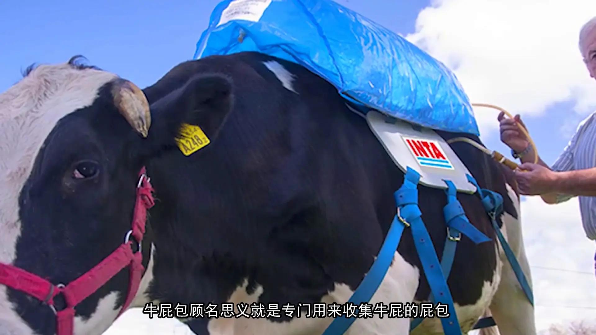 真的不是玩笑！牛羊打嗝、放屁真的要征税了，新西兰做法大有深意