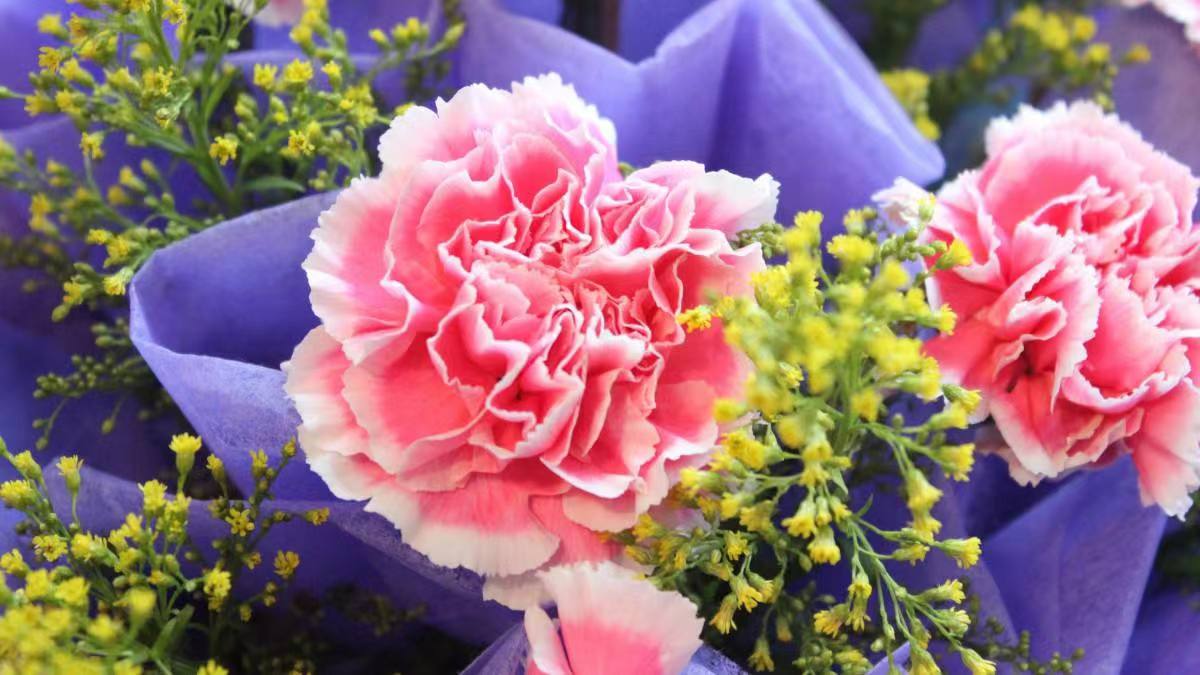 【临夏林草文化】科普篇‖康乃馨开本无意，奈何人间有真情