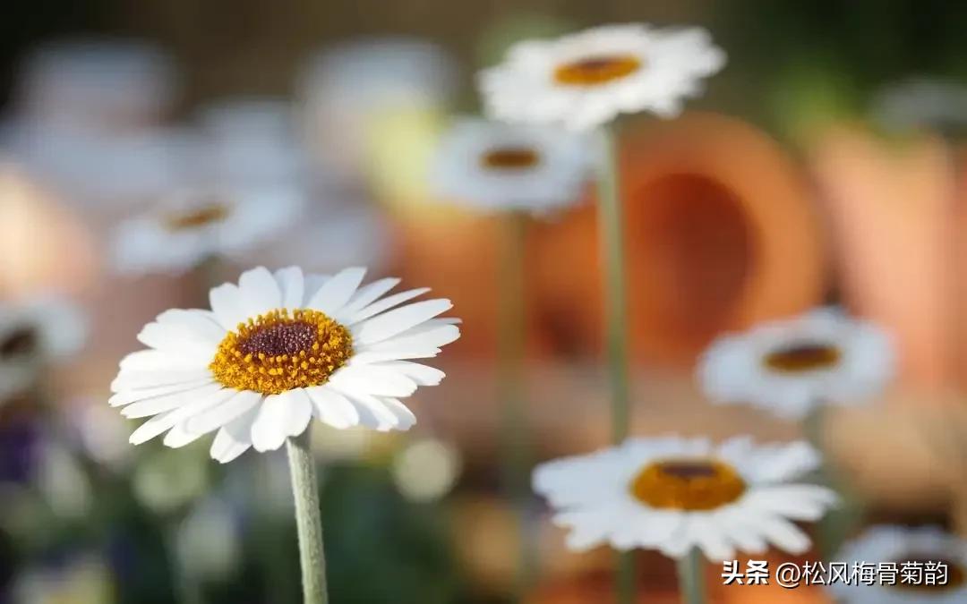 地上的花开万紫千红,心中有花香人生四季皆风景