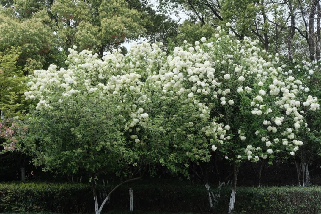 听我的，四月的杭州才是浪漫天花板。