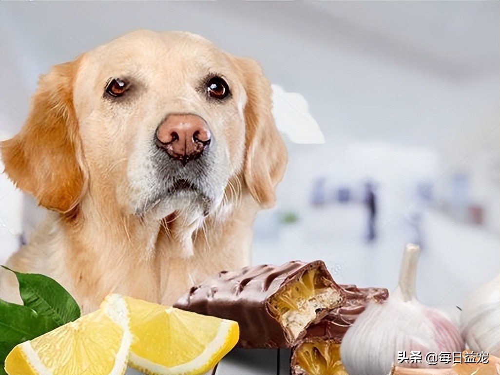 狗狗最爱吃的六种蔬菜,狗狗最爱吃的十种食物