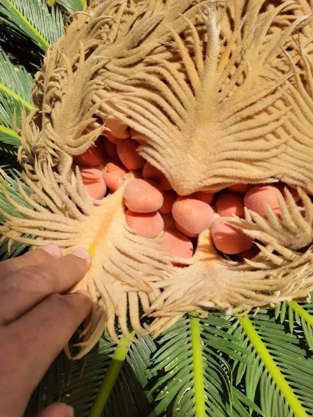 常见有毒水果千万别吃,哪些水果有毒不适合小孩吃