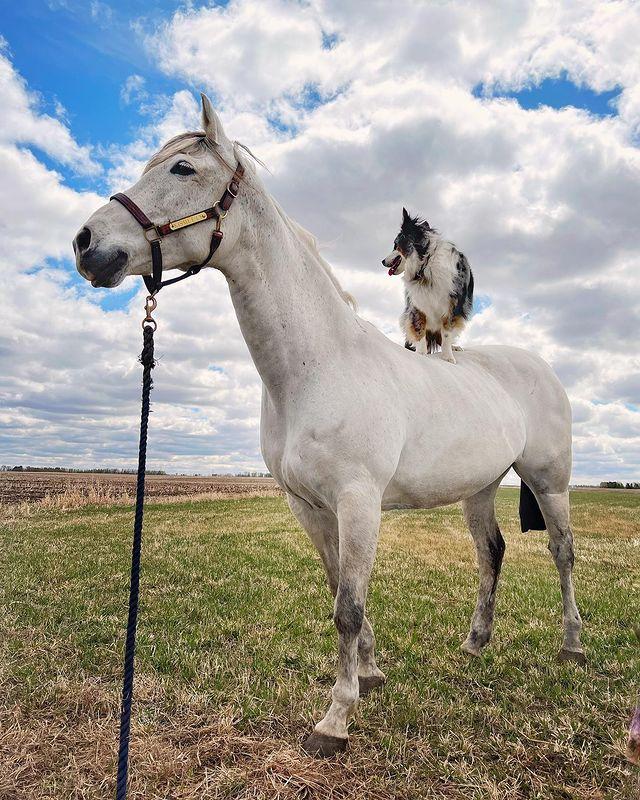 边牧和澳牧的混血狗狗,漂亮狗狗澳牧