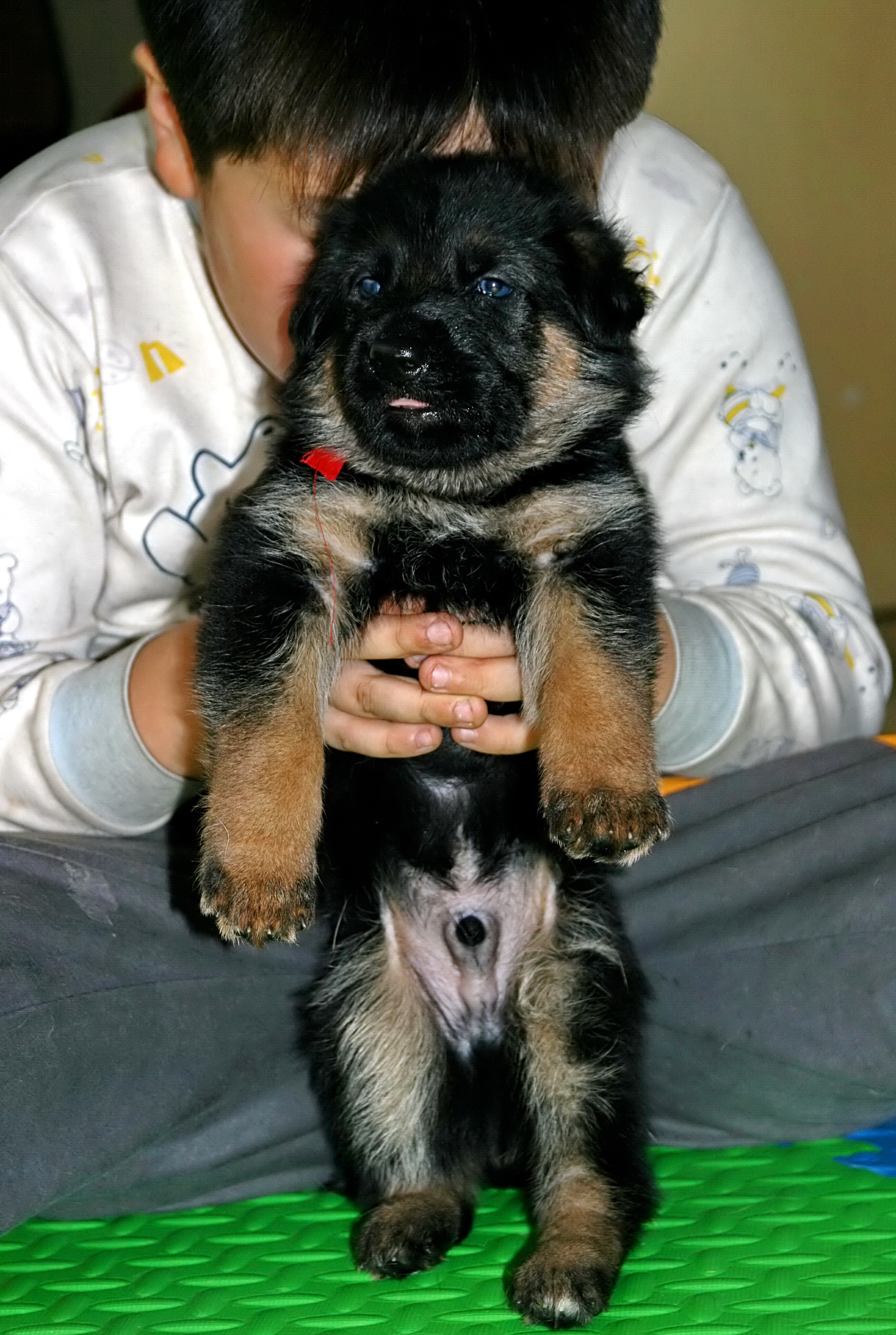 德牧养殖技术书籍大全,德牧饲养攻略