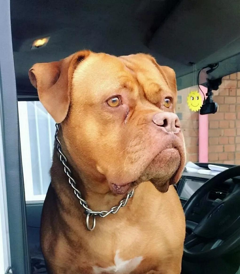 喜欢宠物的人才能懂宠物吗,对喜欢宠物的人有什么建议